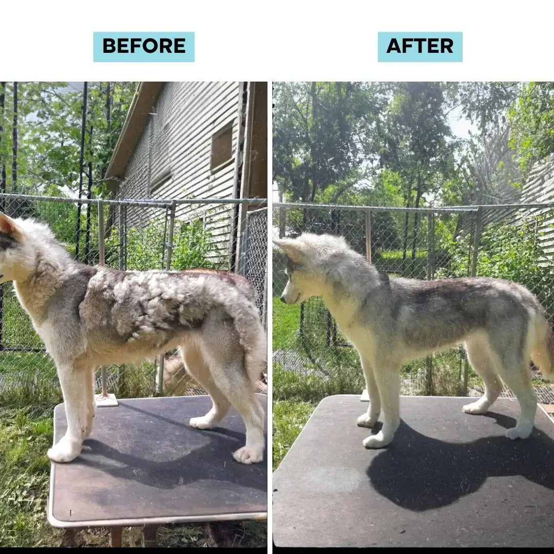 Snouten Grooming Kit — 5-in-1 Mess-Free Dog Grooming System